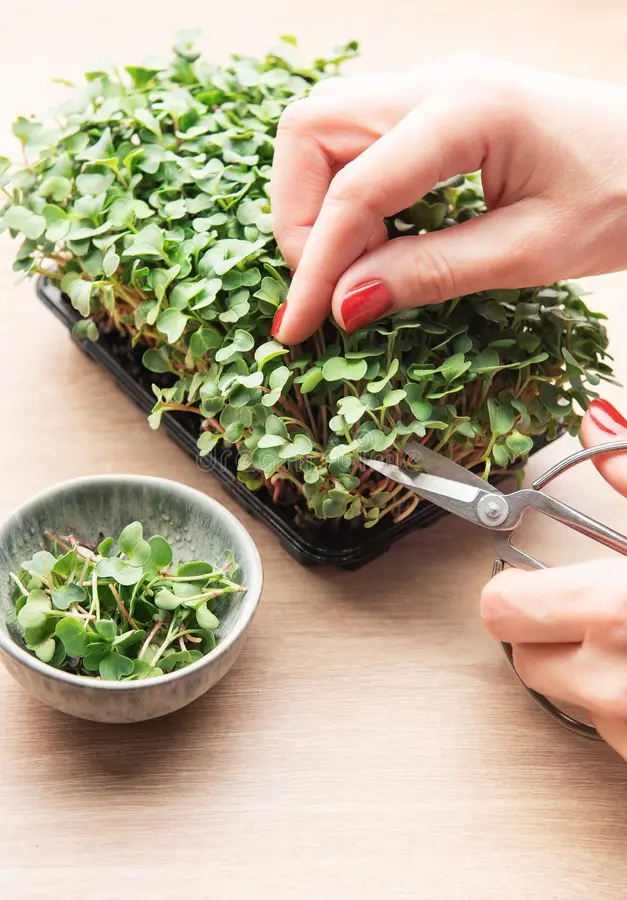 Microgreens Seed: From Germination to Harvest in Your Urban Garden 13 hands cutting homegrown microgreens scissors healthy eating concept woman harvesting fresh microgreens scissors home 1