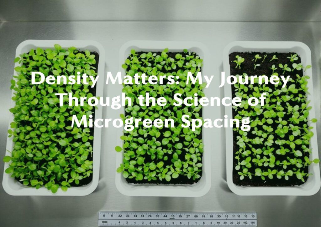 Microgreens Seed: From Germination to Harvest in Your Urban Garden 11 header image density matters scaled 1