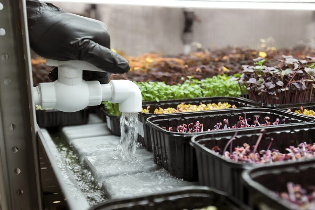 Microgreens Mold