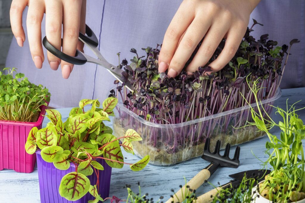 Microgreens Lighting: Everything You Need to Know for Perfect Indoor Growing 3 Microgreens Lighting