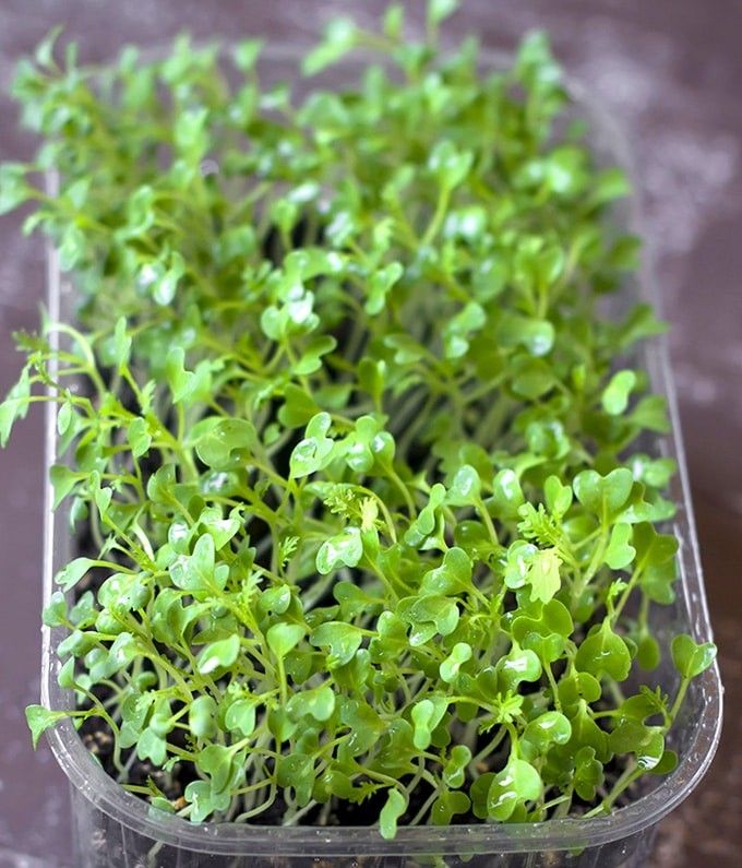 Yellow Microgreens: Your Complete Growing Guide to Sunshine in a Tray 3 Yellow Microgreens