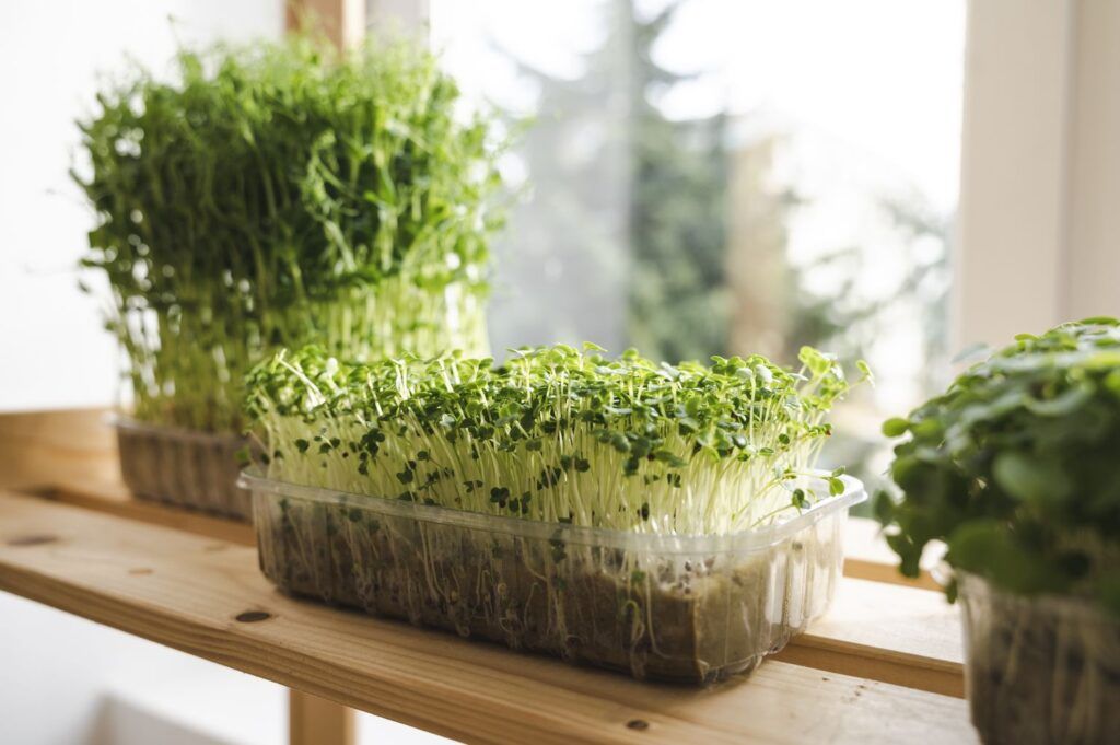 Complete Guide to Growing Arugula Microgreens at Home 6 Growing Arugula Microgreens at Home