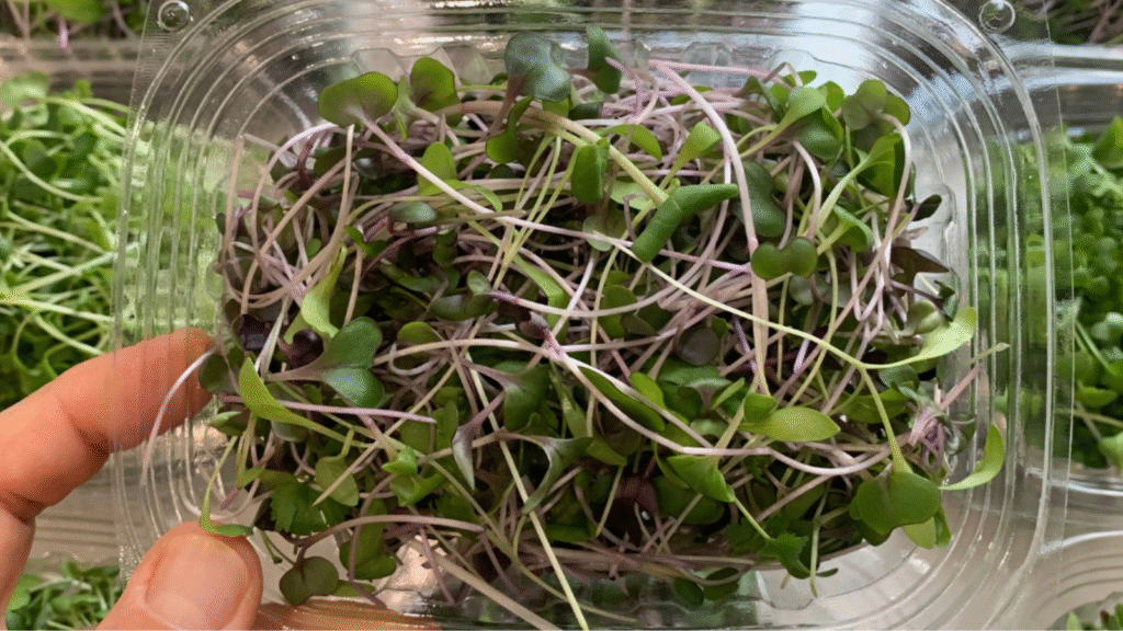 Microgreens Mold
