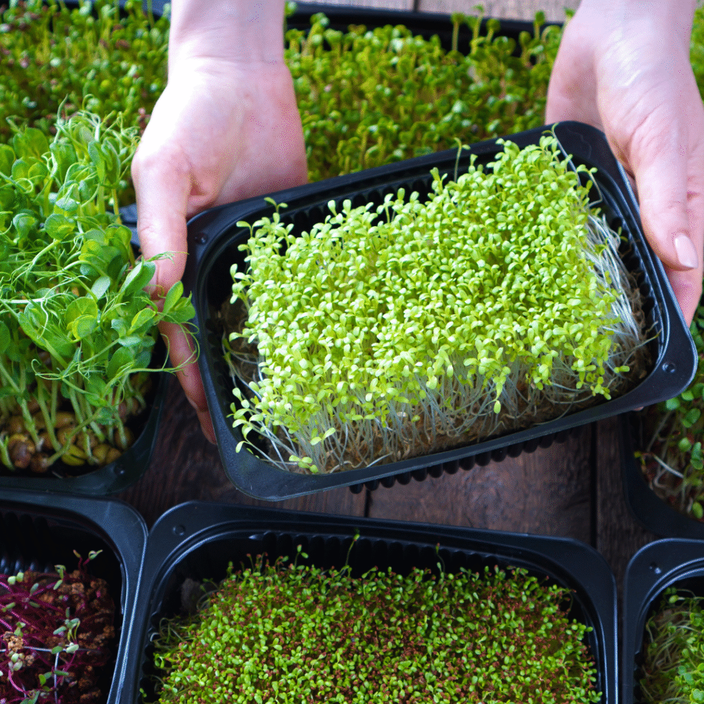 Yellow Microgreens: Your Complete Growing Guide to Sunshine in a Tray 9 Yellow Microgreens