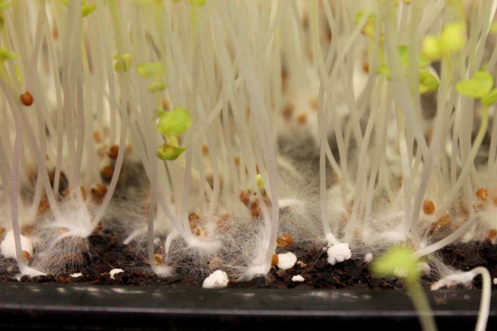 Microgreens Seed: From Germination to Harvest in Your Urban Garden 14 Microgreens Mold