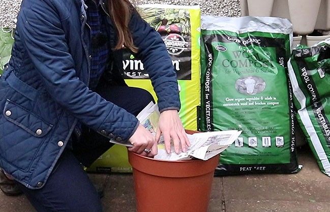 How to Grow Vegetables in Pots: Your Complete Urban Gardening Guide 2 How to Grow Vegetables in Pots