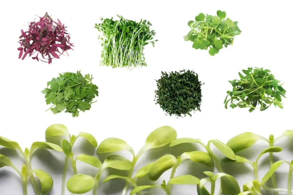 Health Benefits of Microgreens