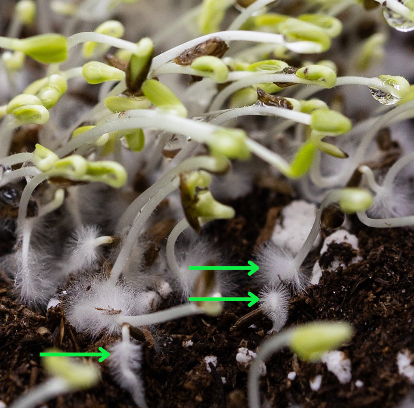Microgreens Mold