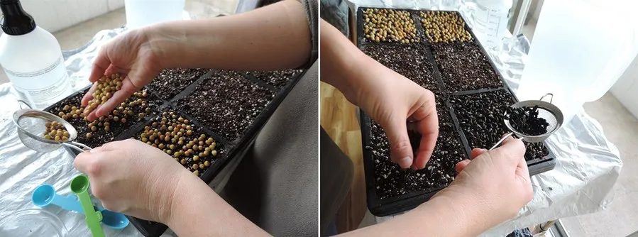 The Complete Guide to Growing Sunflower Microgreens: From Seed to Harvest in 10 Days 2 seeding peas sunflowers jpg