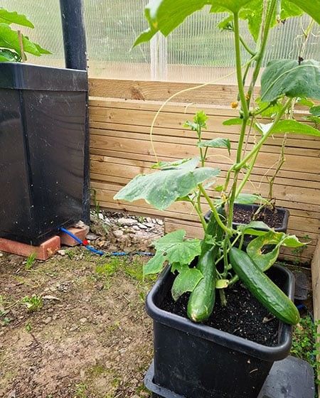 How to Grow Vegetables in Pots: Your Complete Urban Gardening Guide 13 How to Grow Vegetables in Pots