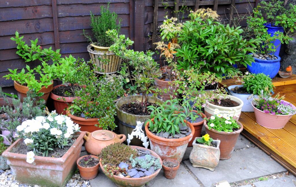 How to Grow Vegetables in Pots: Your Complete Urban Gardening Guide 8 How to Grow Vegetables in Pots