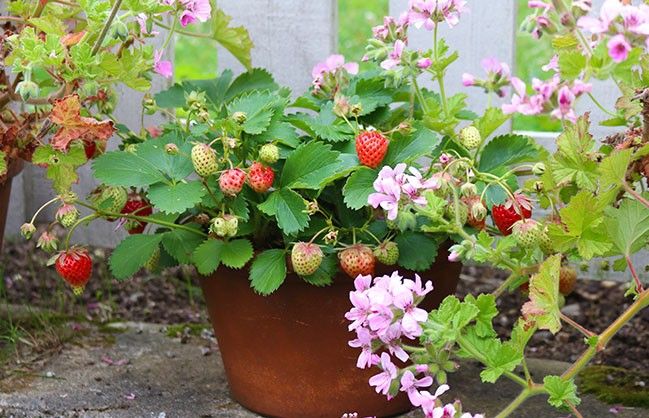 How to Grow Vegetables in Pots: Your Complete Urban Gardening Guide 6 How to Grow Vegetables in Pots