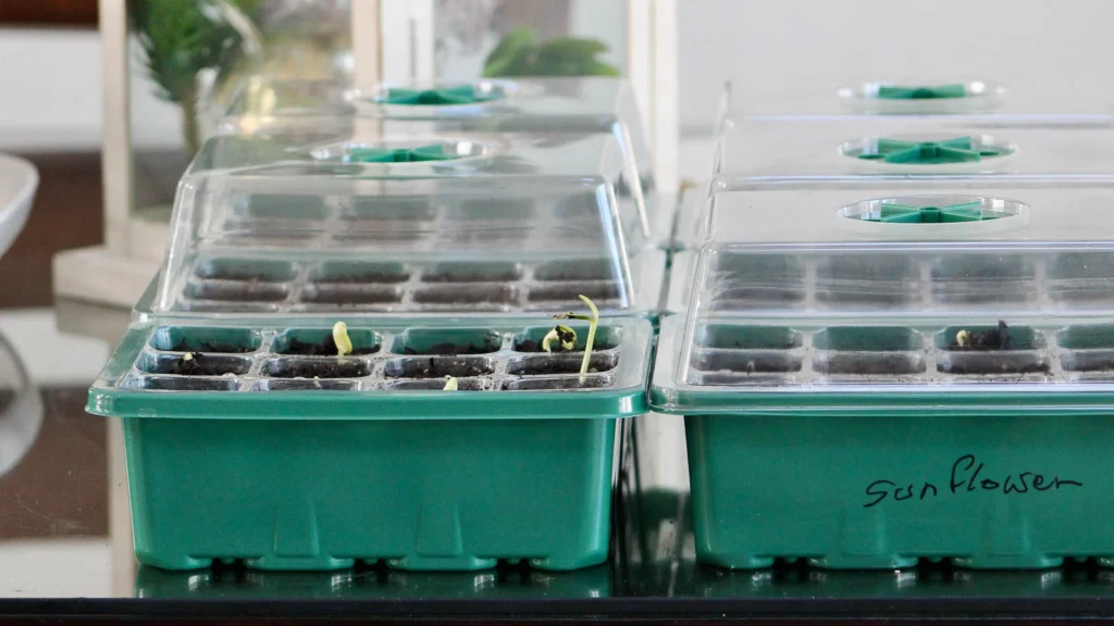 The Complete Guide to Growing Sunflower Microgreens: From Seed to Harvest in 10 Days 7 sunflower germination tray