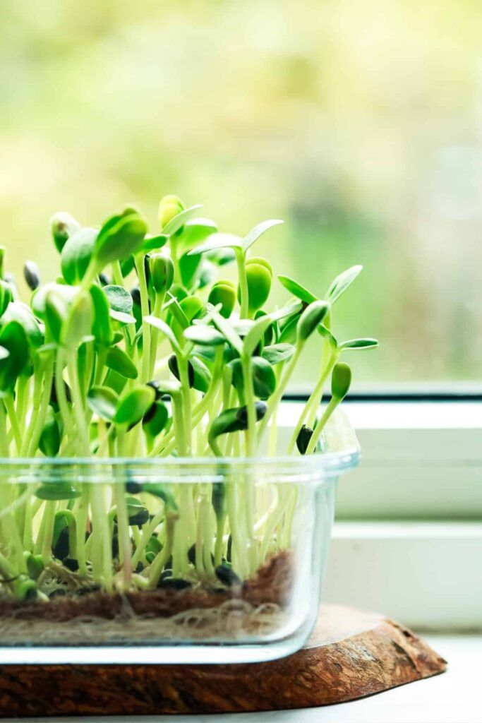 The Complete Guide to Growing Sunflower Microgreens: From Seed to Harvest in 10 Days 12 sunflower greens