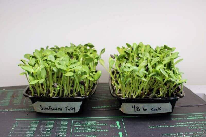 The Complete Guide to Growing Sunflower Microgreens: From Seed to Harvest in 10 Days 3 sunflower microgreens 8 days after start of soaking