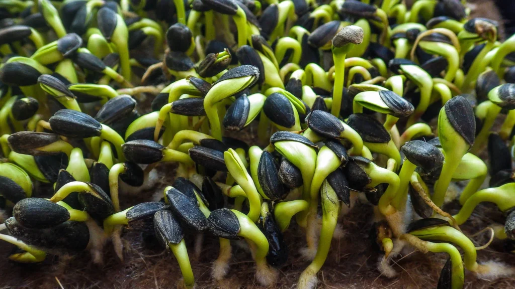 The Complete Guide to Growing Sunflower Microgreens: From Seed to Harvest in 10 Days 6 sunflower sprouts