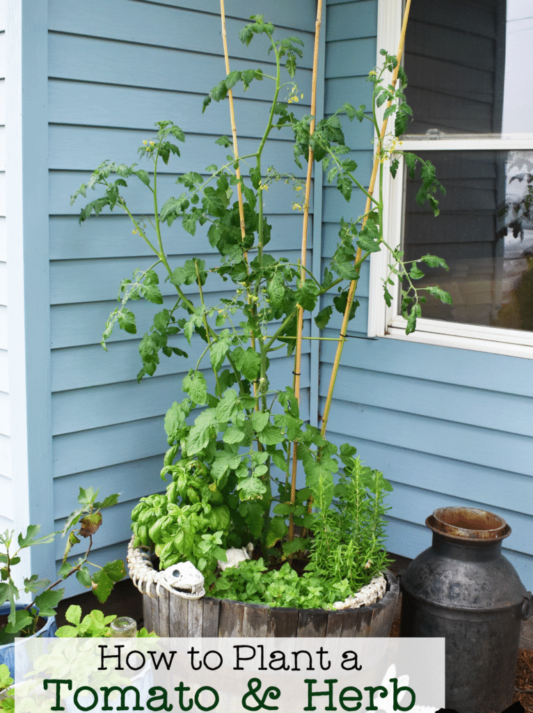 Best Plants for Urban Gardening: Your Complete City Growing Guide 9 Best Plants for Urban Gardening