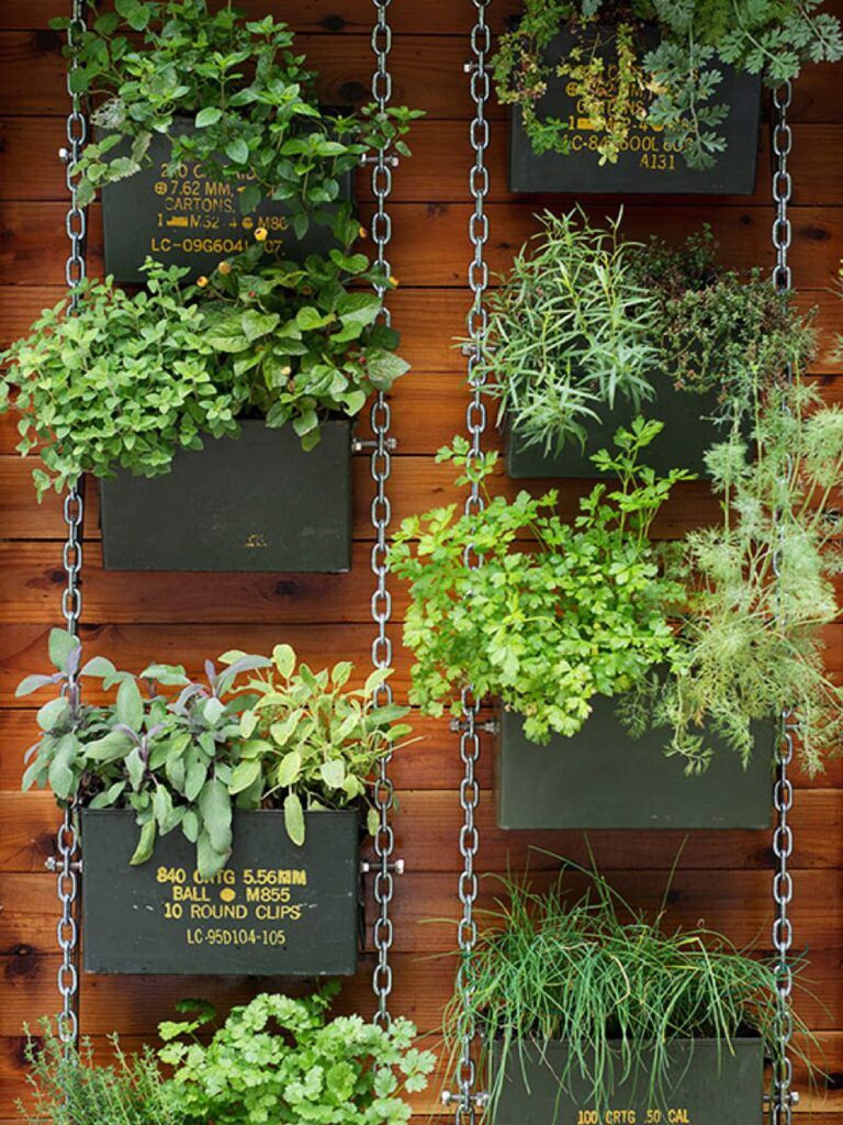 Best Plants for Urban Gardening: Your Complete City Growing Guide 15 Best Plants for Urban Gardening