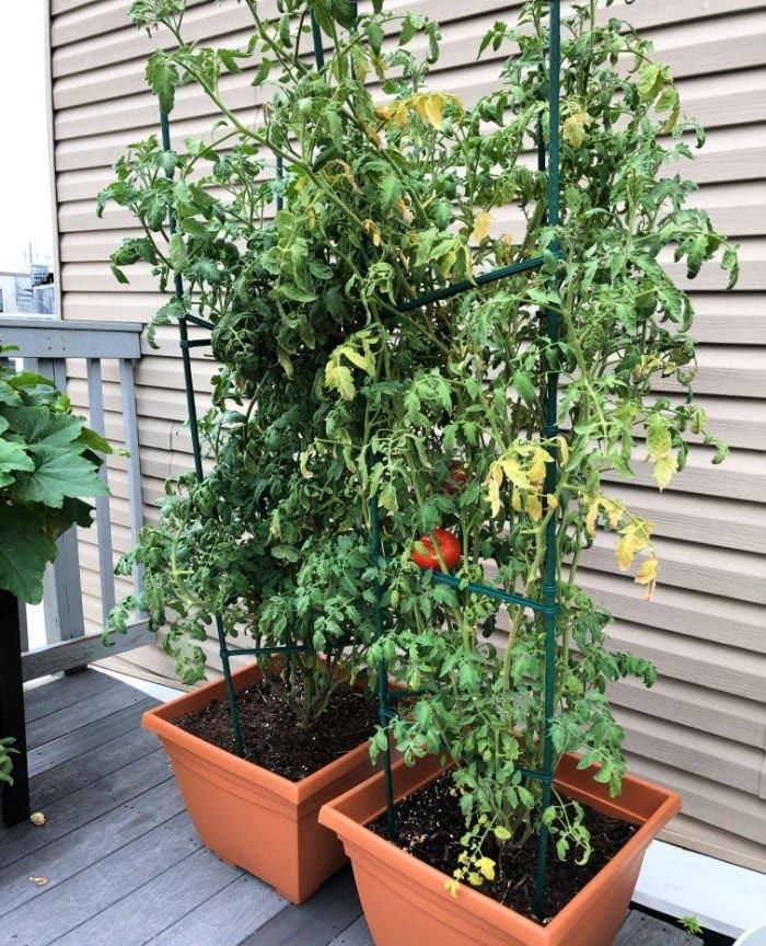 Best Plants for Urban Gardening: Your Complete City Growing Guide 3 Best Plants for Urban Gardening