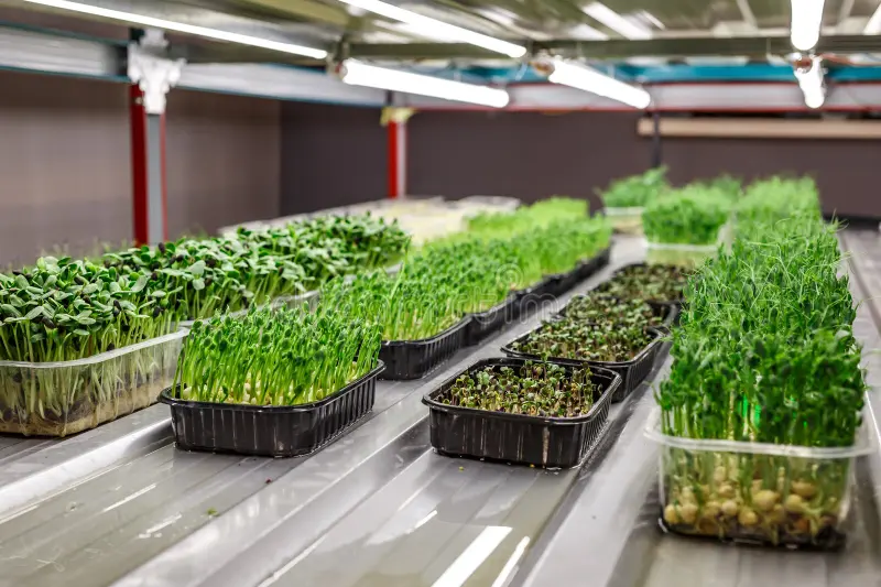 Health Benefits of Microgreens: Your Complete Guide to Nature's Nutrient Powerhouses 5 Health Benefits of Microgreens
