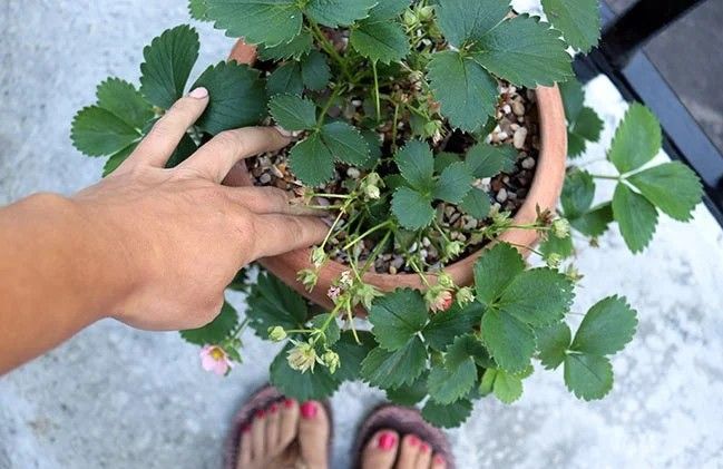How to Grow Vegetables in Pots: Your Complete Urban Gardening Guide 12 How to Grow Vegetables in Pots
