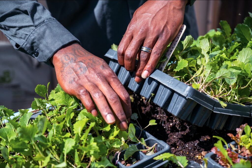 Microgreens Seed: From Germination to Harvest in Your Urban Garden 8 what are microgreens seeds