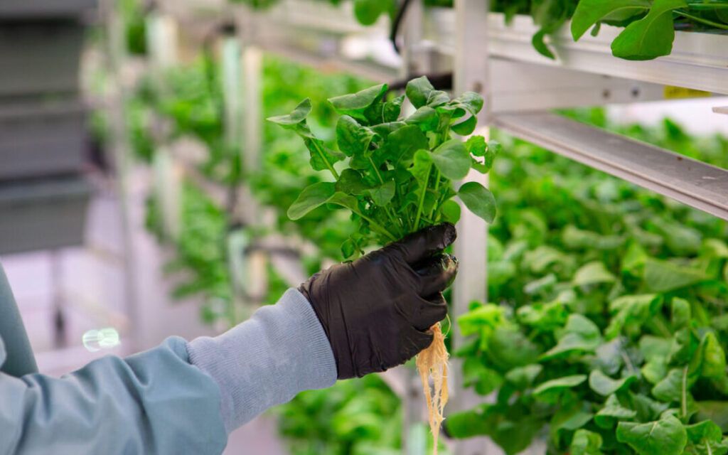 Advanced hydroponic system showcasing clean efficient growing techniques in an urban environment