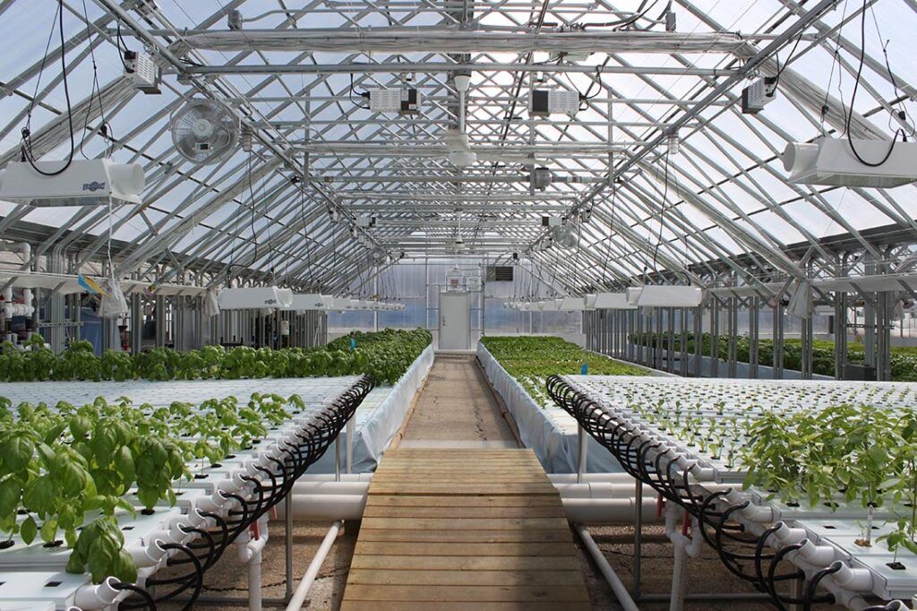 An urban aquaponic system combining fish farming with vegetable production in a symbiotic arrangement