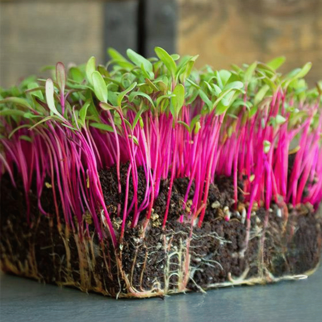 Beet Microgreens: Complete Growing Guide & Health Benefits 2 Beet Microgreens