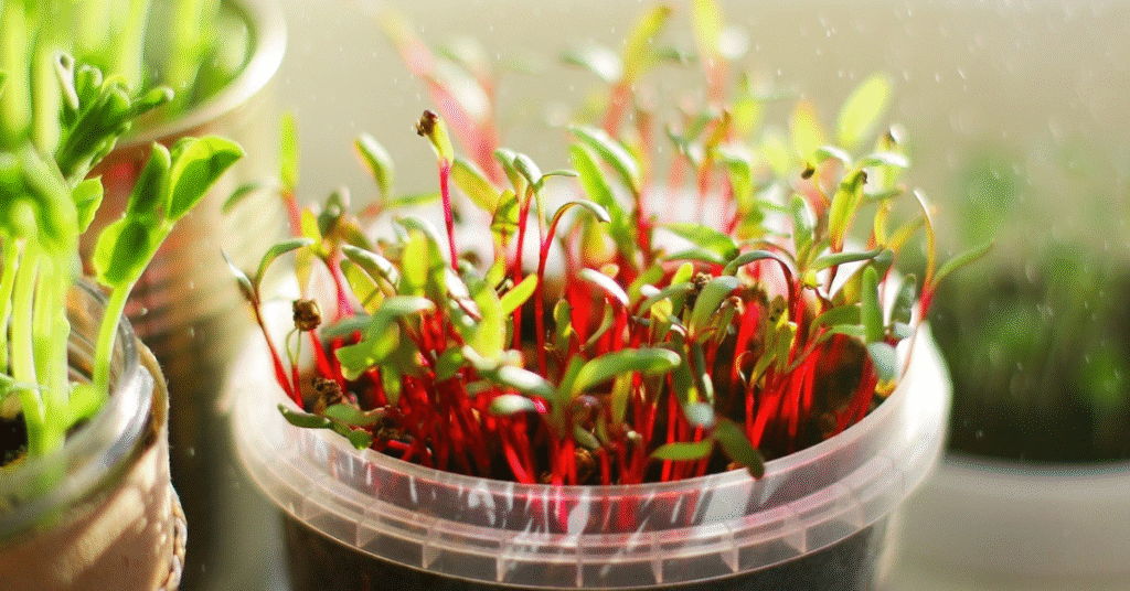 Beet Microgreens: Complete Growing Guide & Health Benefits