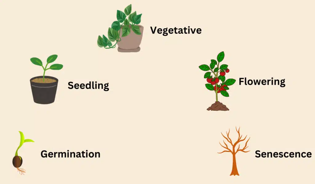 Fixing Common Problems in Balcony Gardens