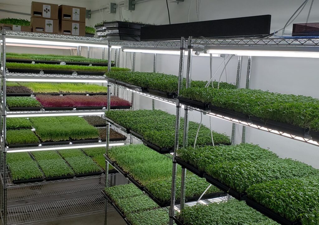 Selling Microgreens: Your Complete Guide to Building a Profitable Business 1 Selling Microgreens