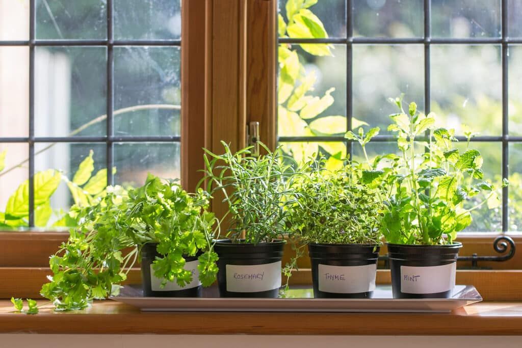 How Much Sunlight Do Herbs Need? Your Complete Guide to Perfect Light Conditions 3 Understanding How Much Sunlight Herbs Need