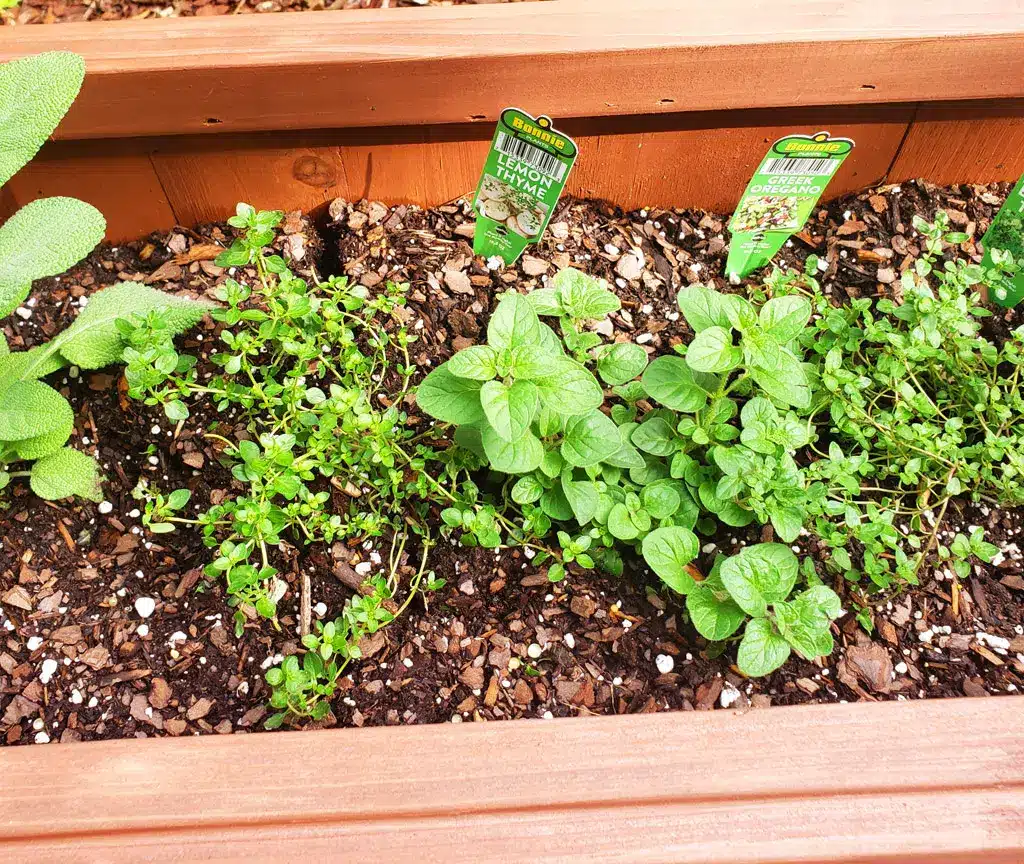 How Much Sunlight Do Herbs Need? Your Complete Guide to Perfect Light Conditions 4 Understanding How Much Sunlight Herbs Need