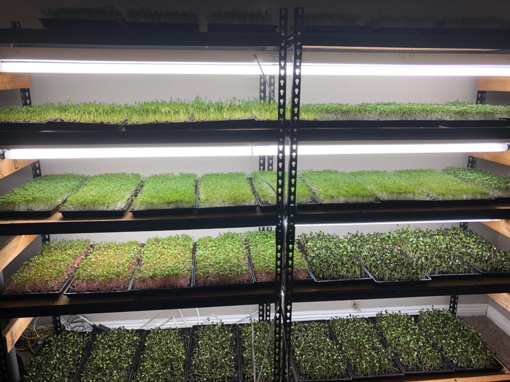 Selling Microgreens: Your Complete Guide to Building a Profitable Business 3 Selling Microgreens