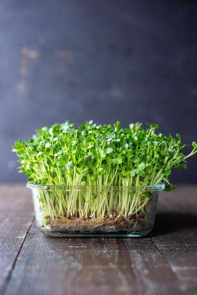Hydroponic vs. Soil-Based Microgreens: Pros and Cons 9 Hydroponic vs. Soil-Based Microgreens