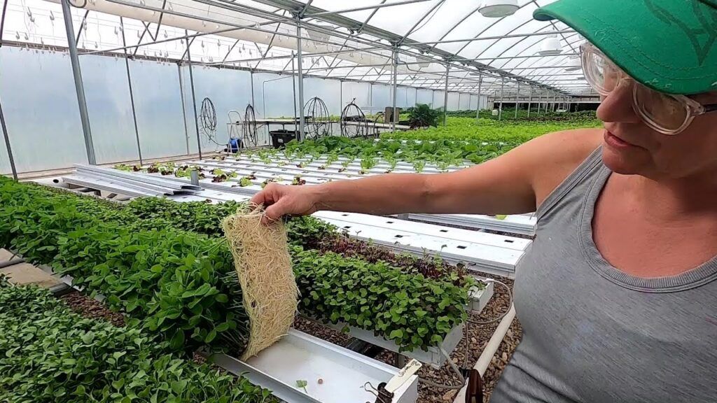 Hydroponic vs. Soil-Based Microgreens: Pros and Cons 1 Hydroponic vs. Soil-Based Microgreens