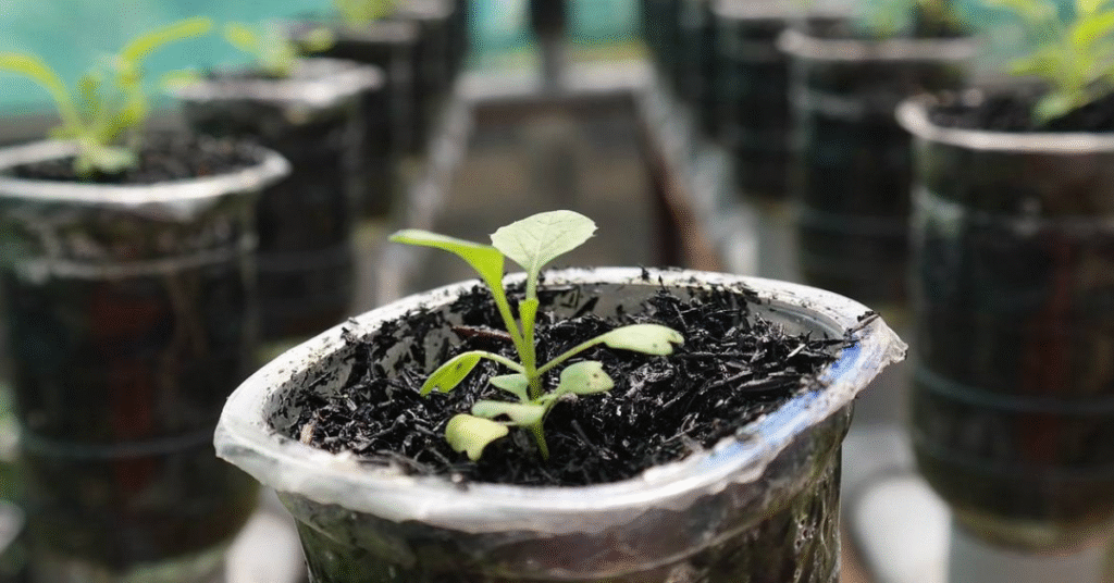 Hydroponic vs. Soil-Based Microgreens