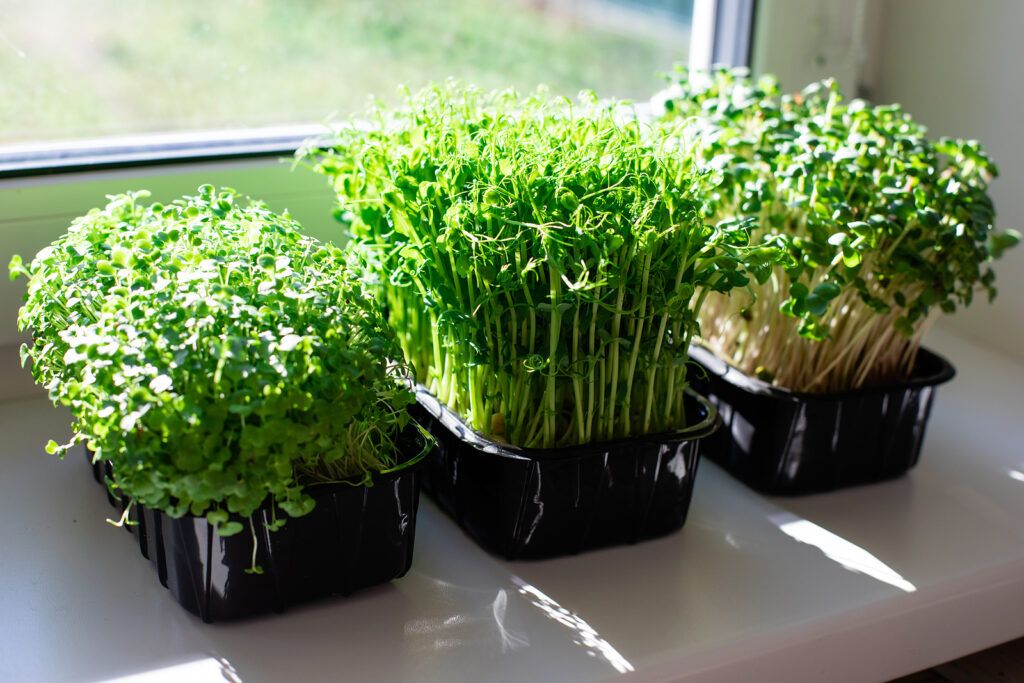 Basil Microgreens: Health Benefits, Nutrition Facts, and Step-by-Step Growing Guide 5 Basil Microgreens