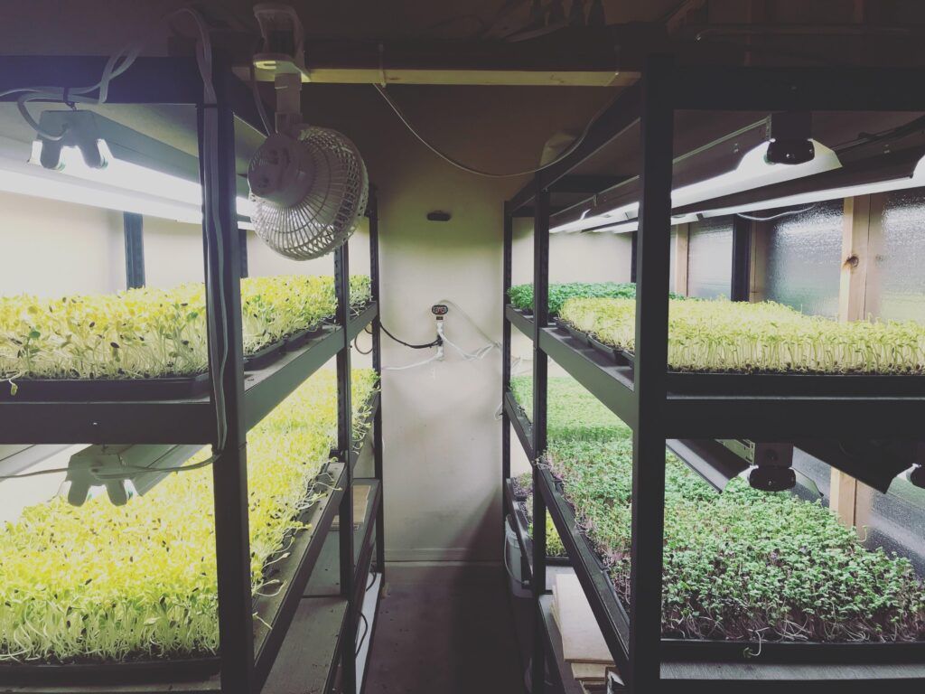 Selling Microgreens: Your Complete Guide to Building a Profitable Business 5 Scaling Strategies for Growing Sales