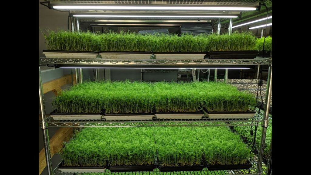 Hydroponic vs. Soil-Based Microgreens: Pros and Cons 8 Hydroponic vs. Soil-Based Microgreens