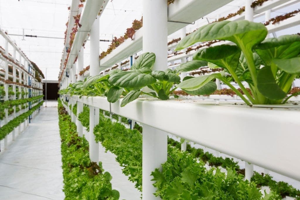 State of the art vertical farming facility demonstrating the future of urban food production technology