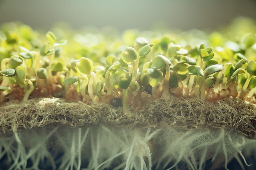 The Complete Guide to Microgreens Water: Perfect pH, Watering Methods & Solutions for Thriving Growth 9 Microgreens Water Requirements