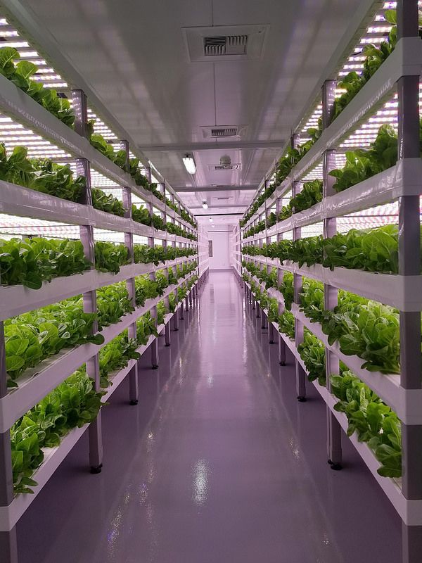 Urban Food Security: Complete Guide to Growing Solutions in Cities 5 Urban Food Security