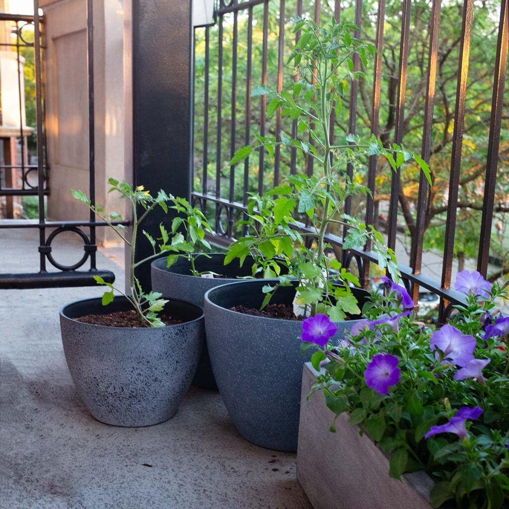 Fixing Common Problems in Balcony Gardens