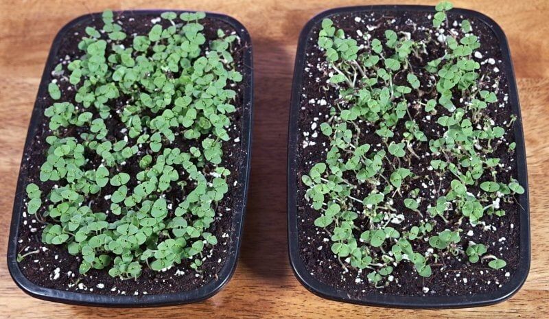 Basil Microgreens: Health Benefits, Nutrition Facts, and Step-by-Step Growing Guide 2 Basil Microgreens