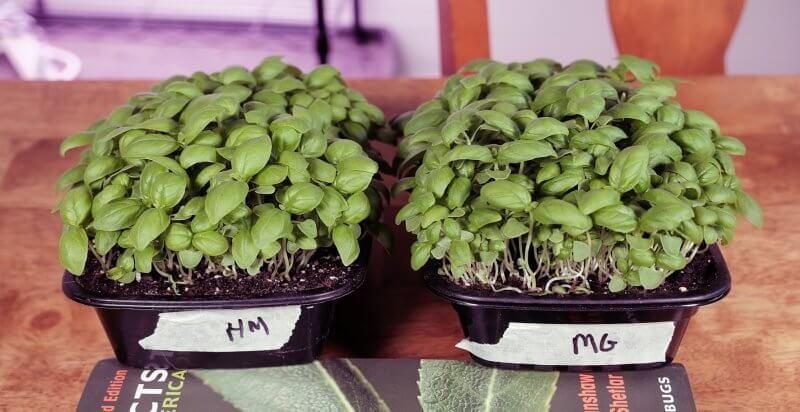 Basil Microgreens: Health Benefits, Nutrition Facts, and Step-by-Step Growing Guide 3 Basil Microgreens