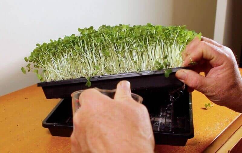 The Complete Guide to Microgreens Water: Perfect pH, Watering Methods & Solutions for Thriving Growth 6 Microgreens Water Requirements