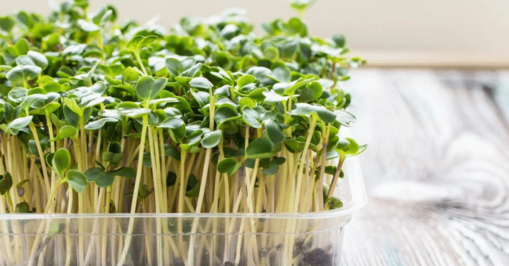 broccoli microgreens