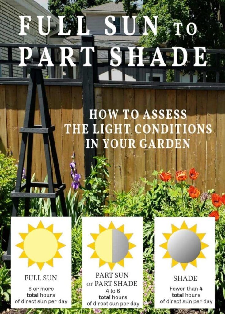 How Much Sunlight Do Herbs Need? Your Complete Guide to Perfect Light Conditions 1 Understanding How Much Sunlight Herbs Need